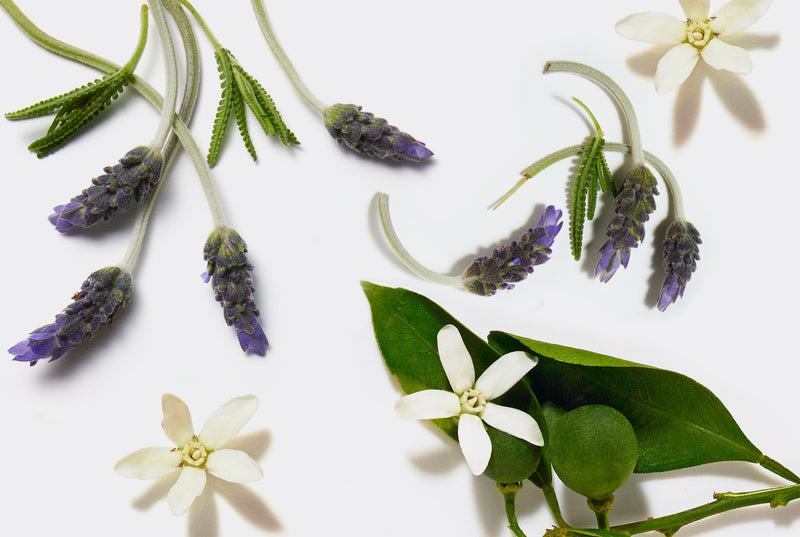 Lavender flowers and green leaves on a white background