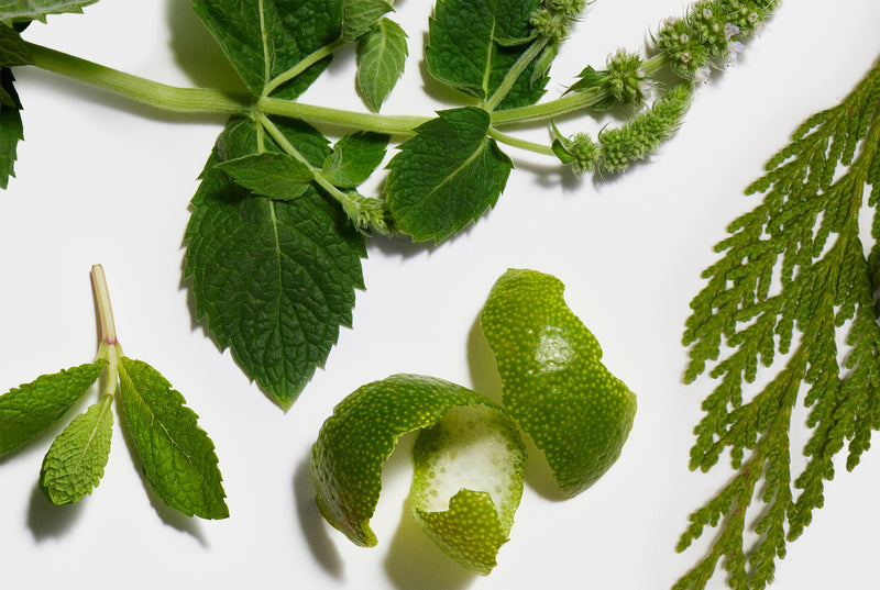 Green Lime wedges, Cedar and Spearmint leaves on a white background