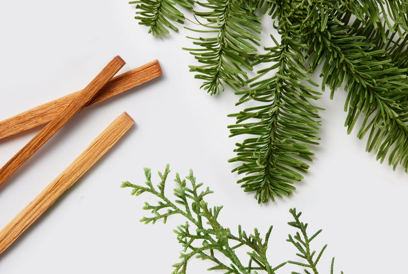 Cinnamon sticks and green pine branches on a white background
