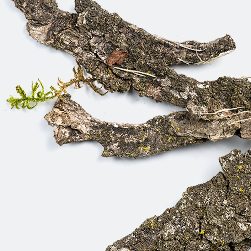 Pieces of tree bark on a white background.