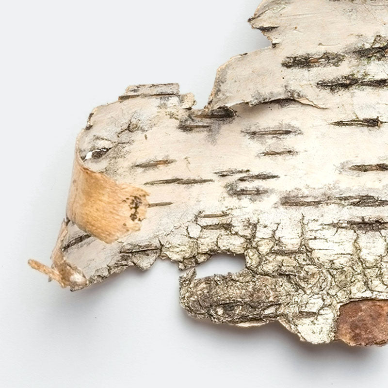 Birch tree bark on a white background.