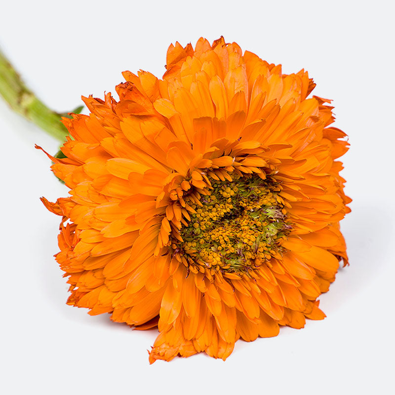 Close-up of an orange calendula flower on a white background.