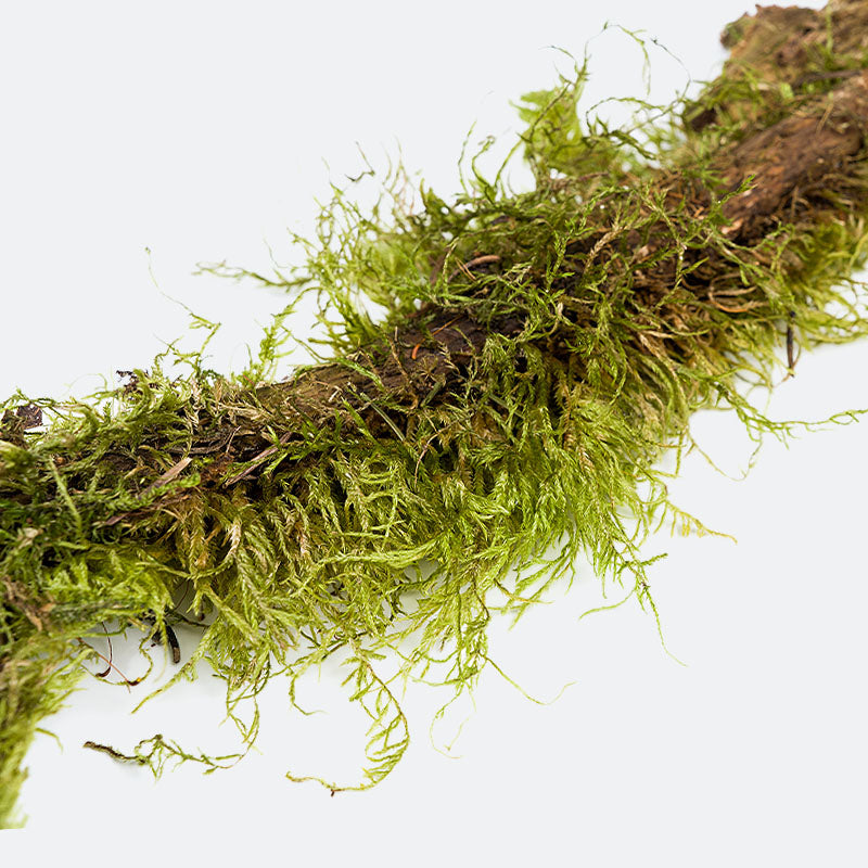 Close-up of moss on a white background.