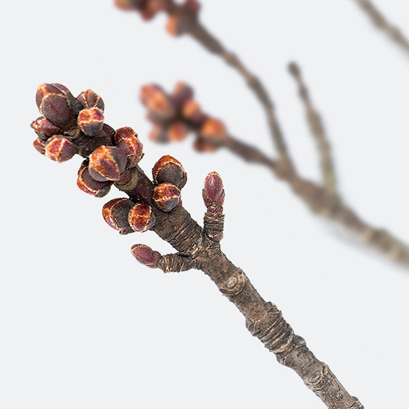 Close-up of tree bunds on a white background.