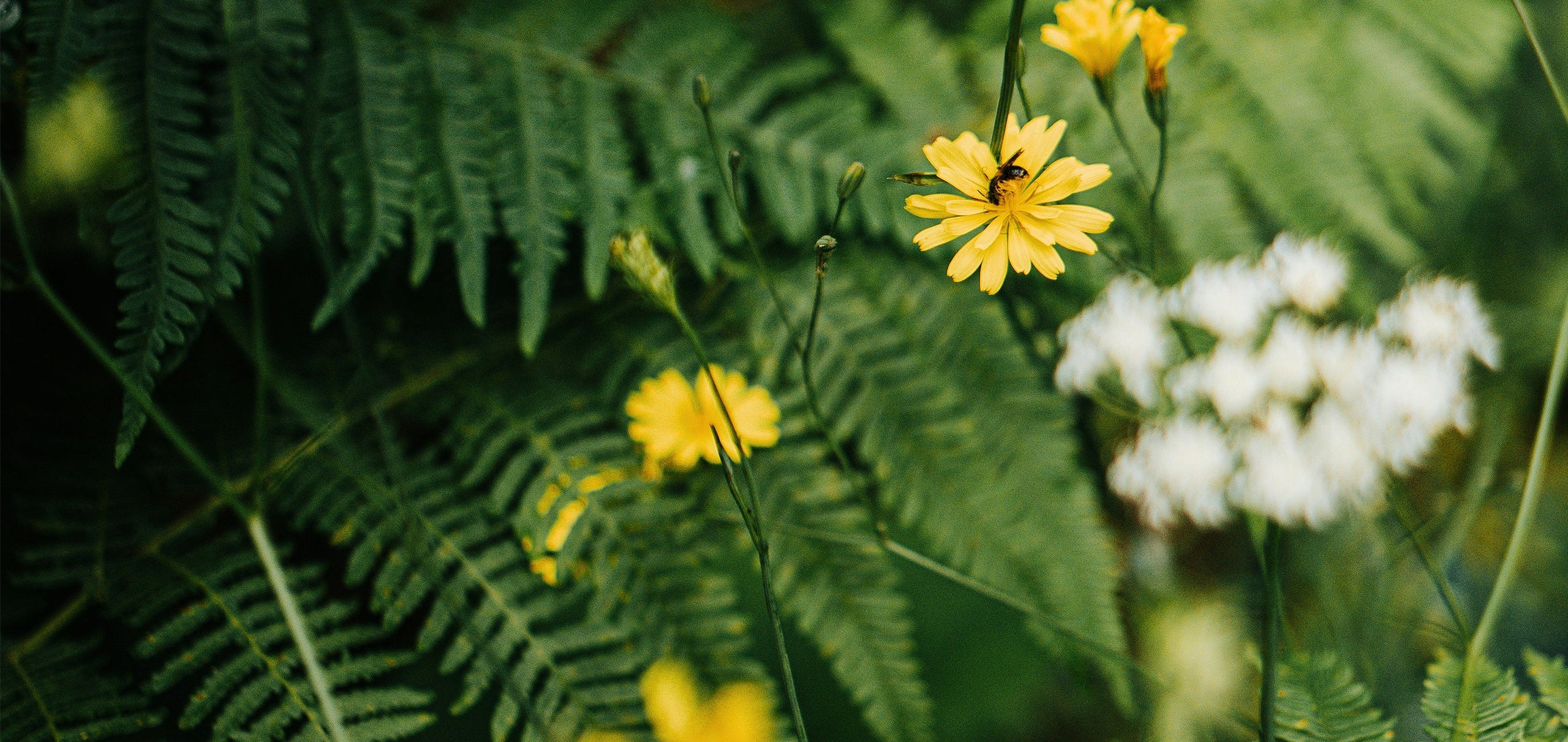 Close-up of green ferns and yellow flowers with a bee on it.