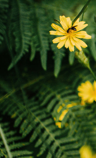 Close-up of green ferns and yellow flowers with a bee on it.