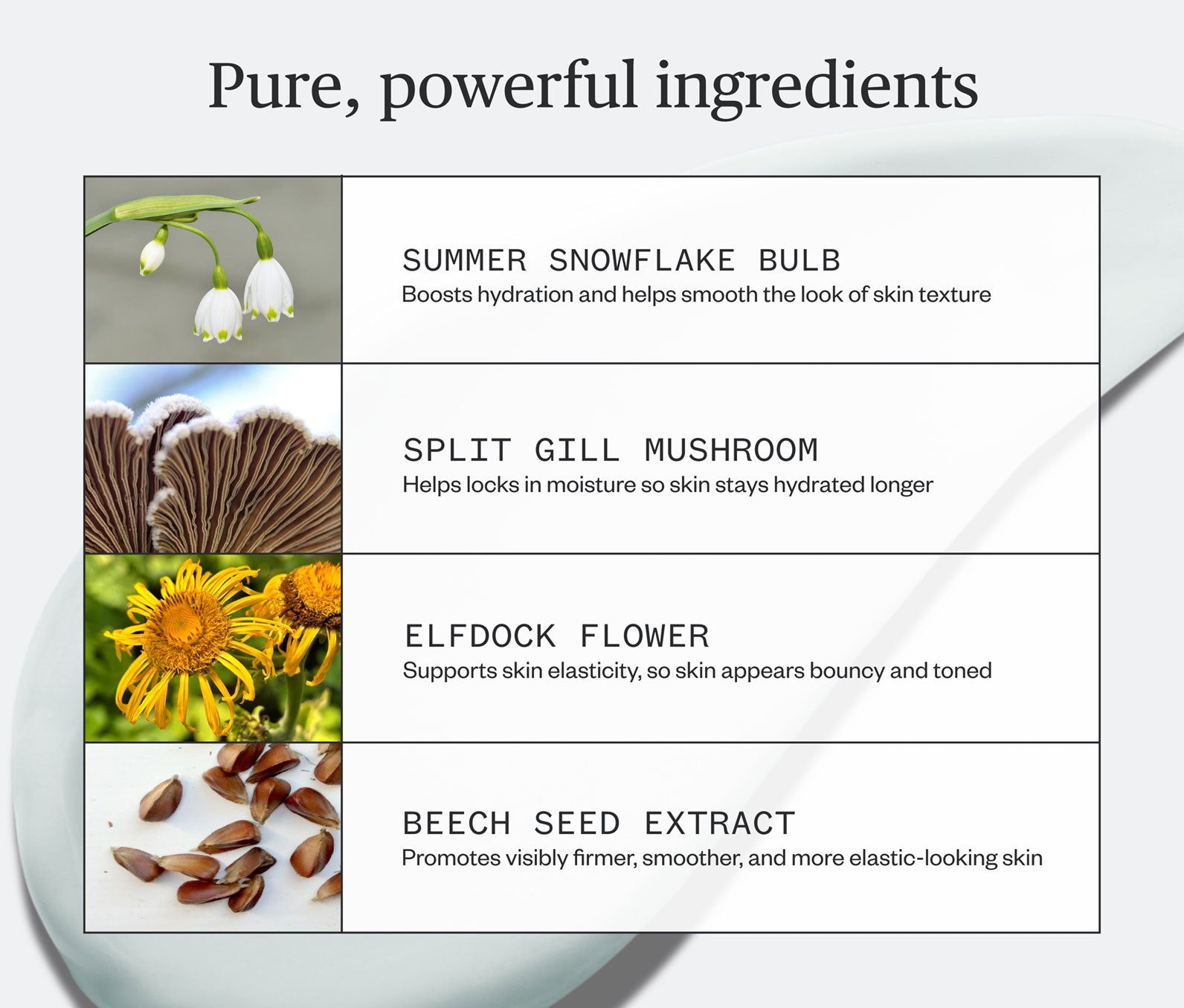 List of skincare ingredients with corresponding images and descriptions on a light gray background, including: Summer Snowflake Bulb- Boosts hydration and helps smooth the look of skin texture; Split Gill Mushroom- Helps lock in moisture so skin stays hydrated longer; Elfdock Flower- Supports skin elasticity, so skin appears bouncy and toned; Beech Seed Extract- Promotes visibly firmer, smoother, and more elastic-looking skin
